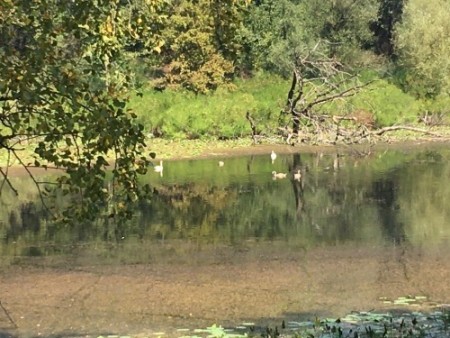 116 Discover a family of swans